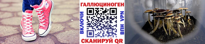 Псилоцибиновые грибы GOLDEN TEACHER  Пестово 